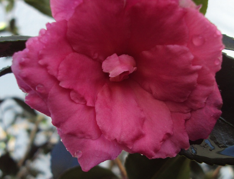 Mouse over to check the plant name